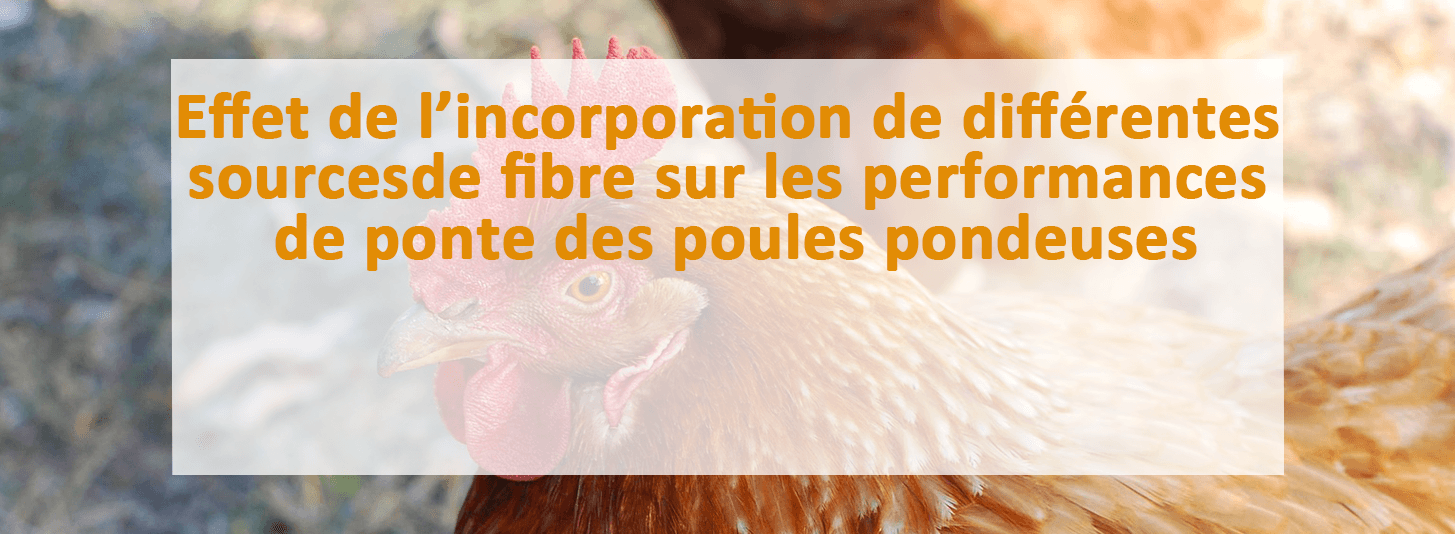 performances poules pondeuses