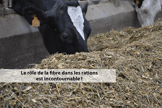 L’importance des fibres dans la ration image vache fibre 500