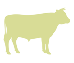 Bovin viande